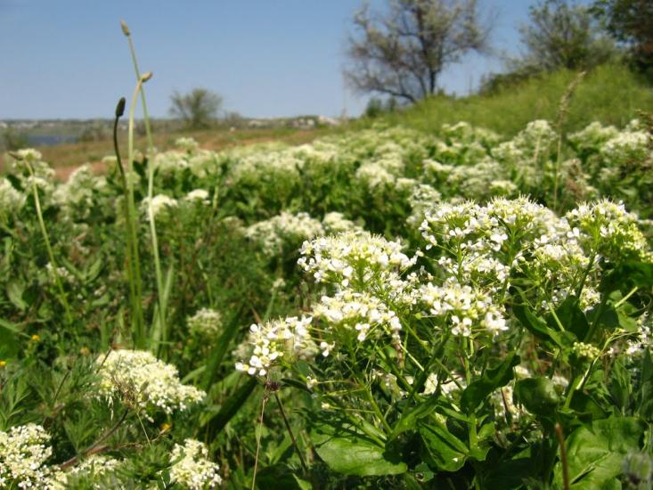 Баловне з panoramio.com - Баловное
