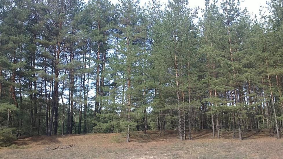 Черкаський Бишкин з panoramio.com - Черкаський Бишкин