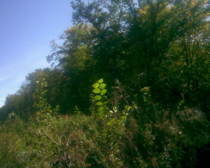 Сухоліси з panoramio.com - Sukholisy