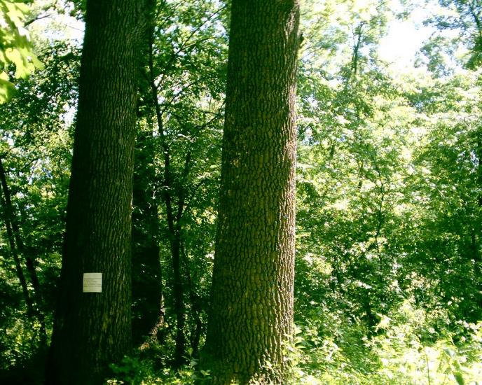 Трикрати з panoramio.com - Трикрати