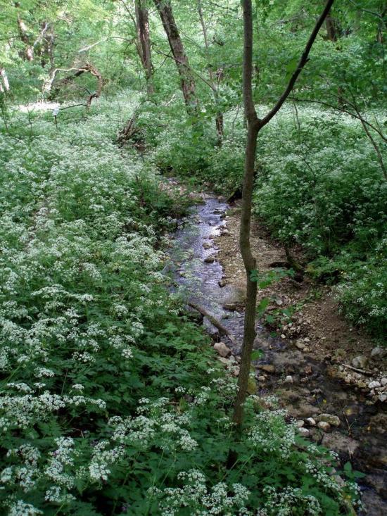 Кринцілів з panoramio.com - Кринцілів