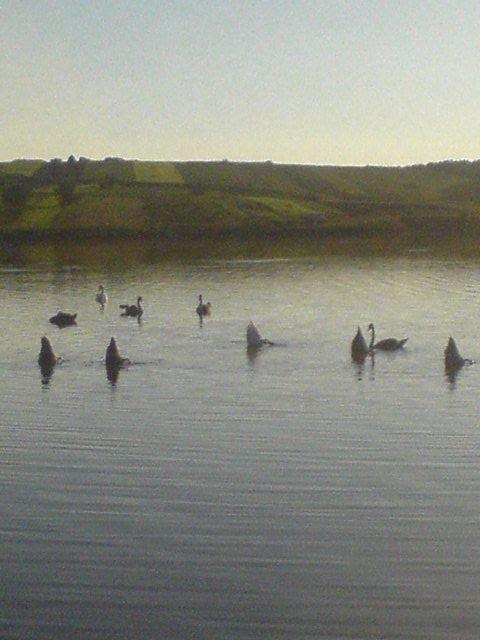 Лисогірка з panoramio.com - Лысогорка