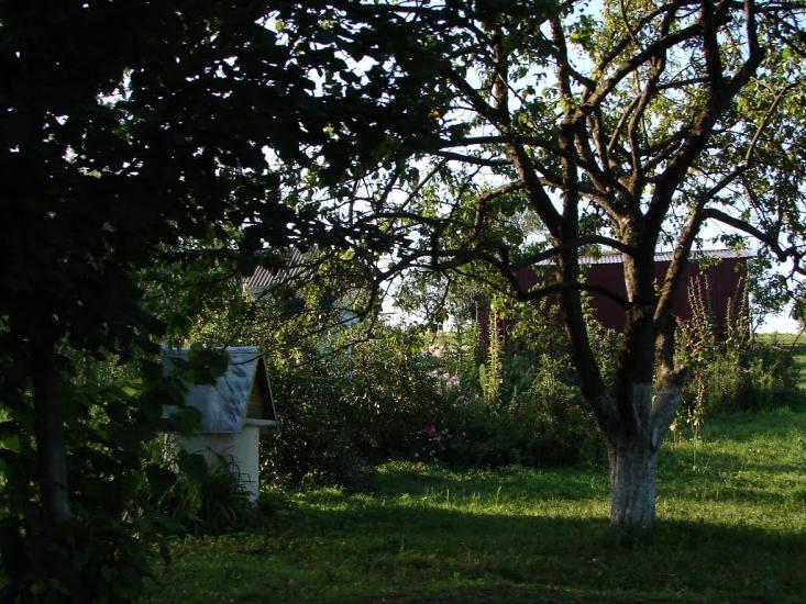 Максимівка з panoramio.com - Максимівка