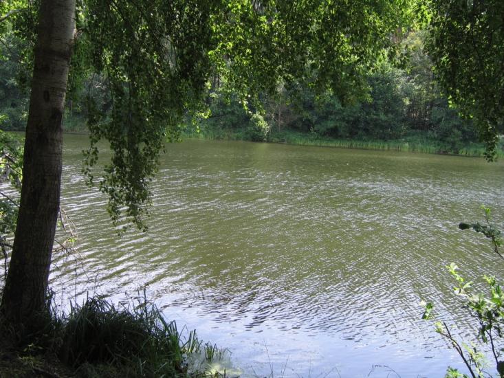 Кулики з panoramio.com - Кулики