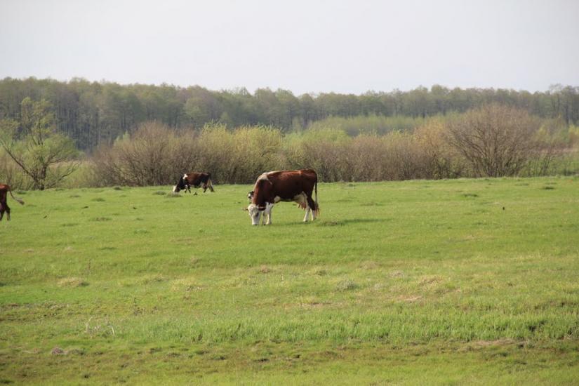 Лебедівка з panoramio.com - Лебедівка