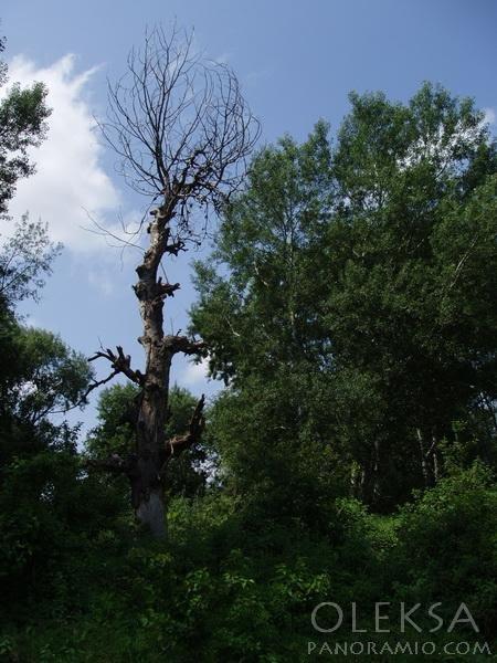 Новеньке з panoramio.com - Новенькое