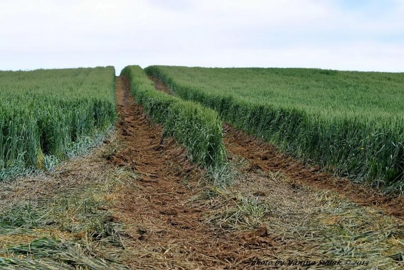 Маріямпіль з panoramio.com - Маріямпіль