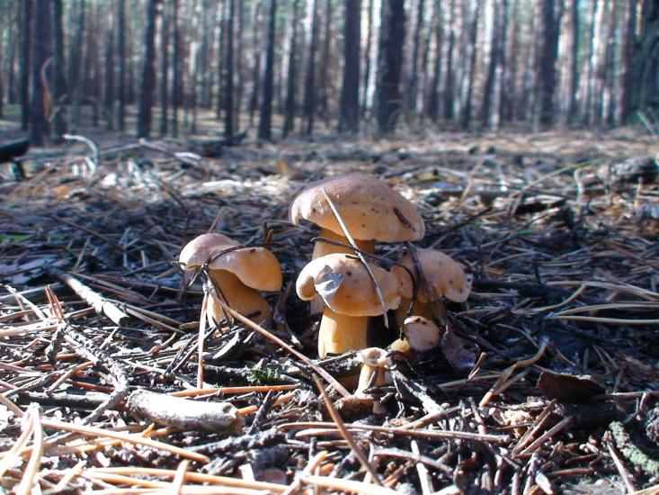 Торське з panoramio.com - Торське