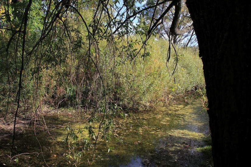 Шкурпели з panoramio.com - Шкурпели