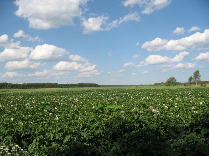 Піски-Річицькі з panoramio.com - Піски-Річицькі