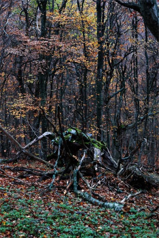 Громівка з panoramio.com - Громівка