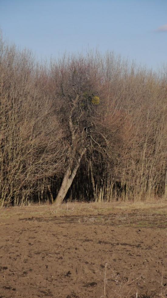 Вапнярка з panoramio.com - Вапнярка