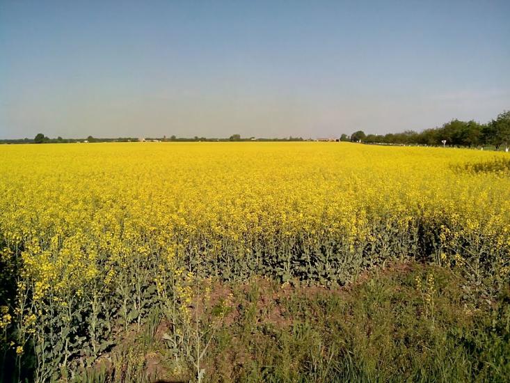 Гребінки з panoramio.com - Гребенки