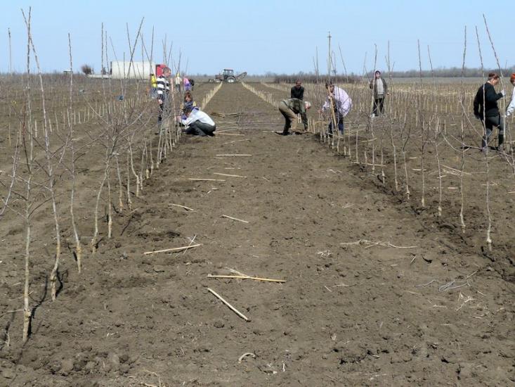 Вознесенка з panoramio.com - Вознесенка