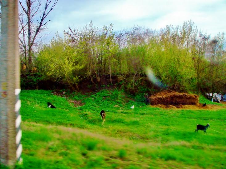 Лисянка з panoramio.com - Lysyanka