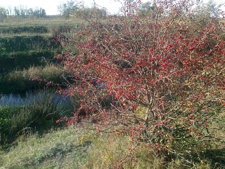 Кутузівка з panoramio.com - Кутузівка