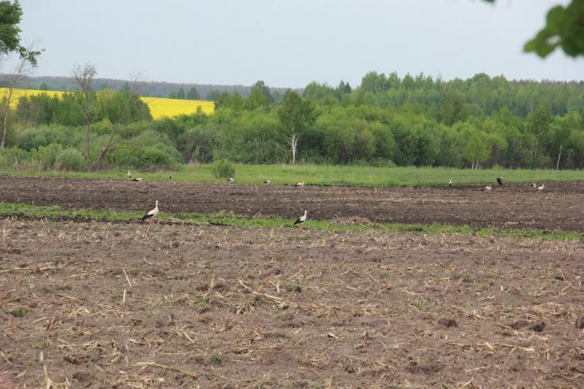 Андріївка з panoramio.com - Андріївка