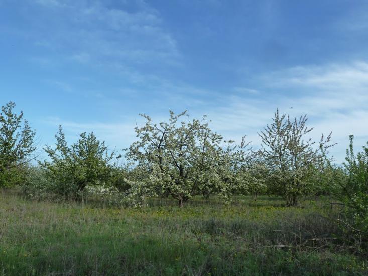 Володимирівка з panoramio.com - Владимировка