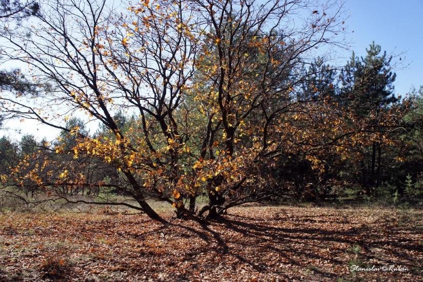 Шульгівка з panoramio.com - Шульговка