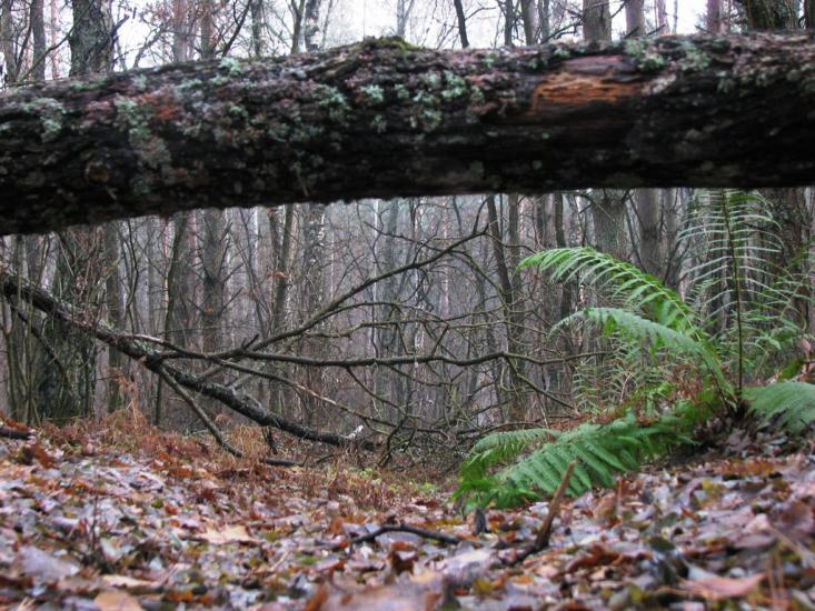 Червона Гута з panoramio.com - Червона Гута