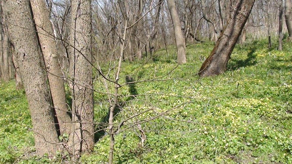 Лікарівка з panoramio.com - Лікарівка