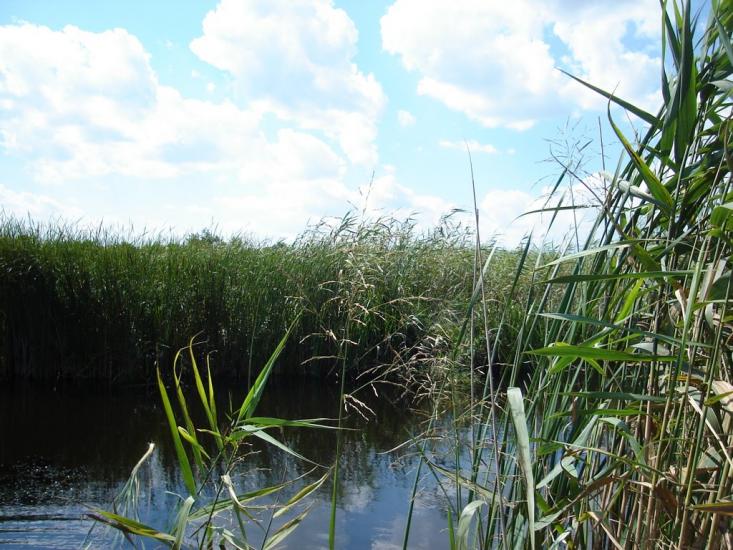 Протопопівка з panoramio.com - Protopopivka