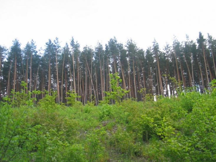 Пашенівка з panoramio.com - Пашеновка