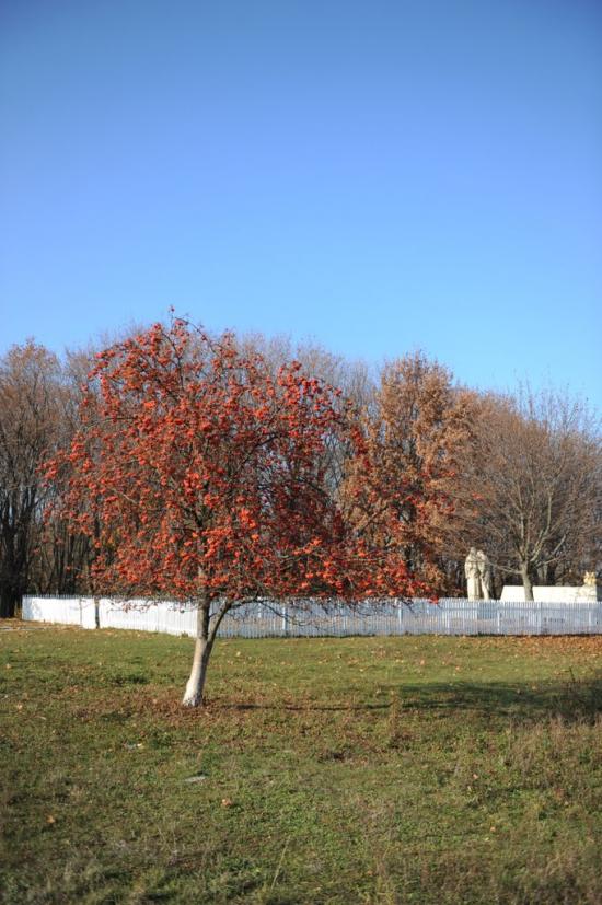 Нова Оржиця з panoramio.com - Новая Оржица