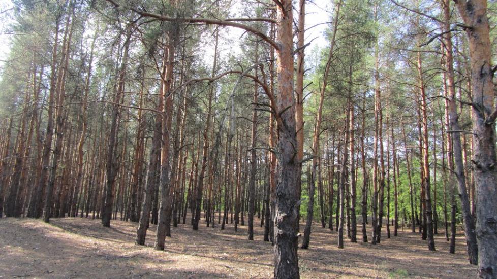 Кринки з panoramio.com - Кринки