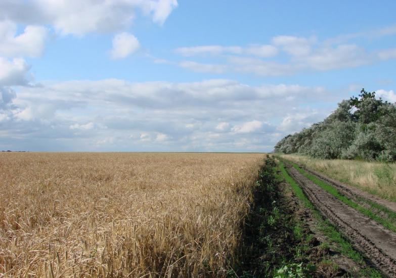 Іллічівка з panoramio.com - Іллічівка