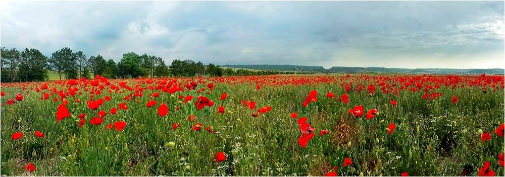 Сирень з panoramio.com - Сирень