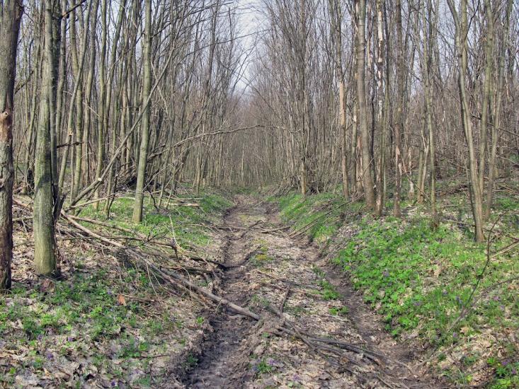 Несваткове з panoramio.com - Nesvatkove