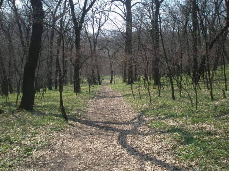 Зелений Гай з panoramio.com - Зелений Гай