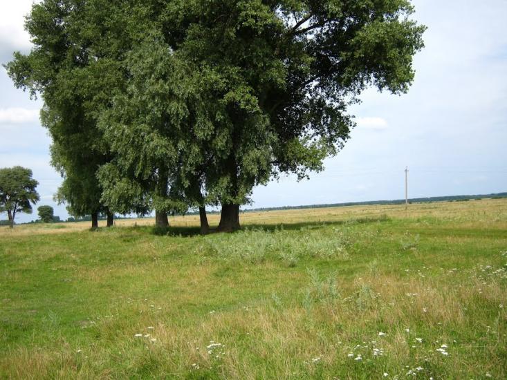 Підлісне з panoramio.com - Підлісне