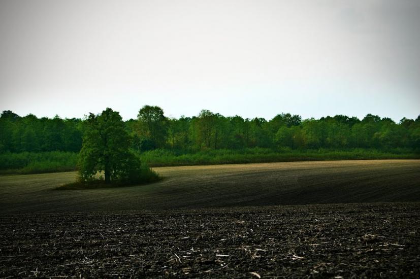 Рідколісся з panoramio.com - Рідколісся