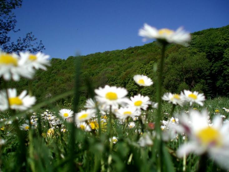 Кринцілів з panoramio.com - Кринцілів