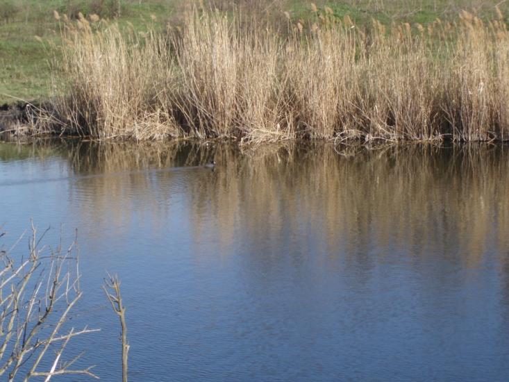 Софіївка з panoramio.com - Sofiyivka