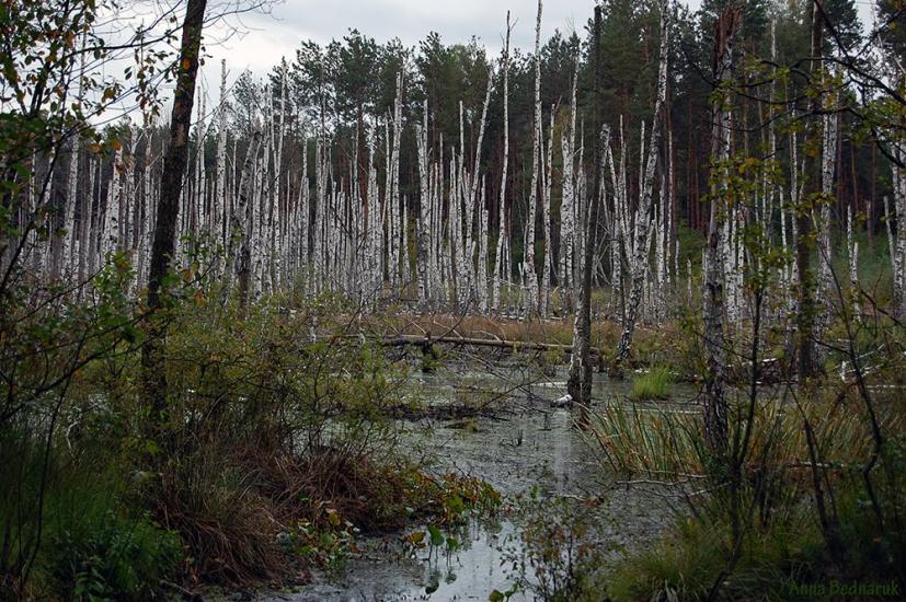 Перешпа з panoramio.com - Перешпа