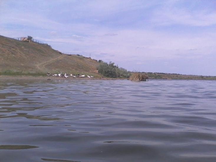 Новотимофіївка з panoramio.com - Новотимофіївка