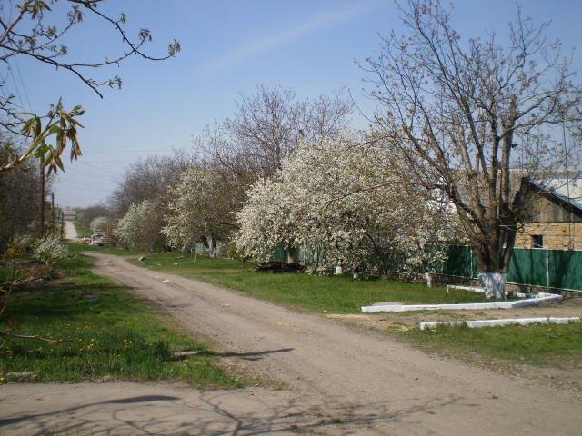 Вільнянськ з panoramio.com - Вольнянск