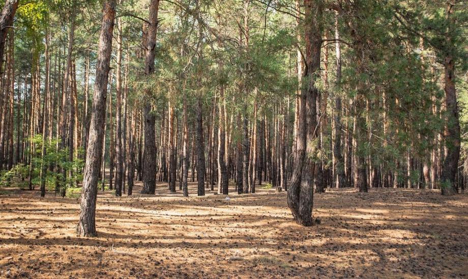 Кримка з panoramio.com - Кримка