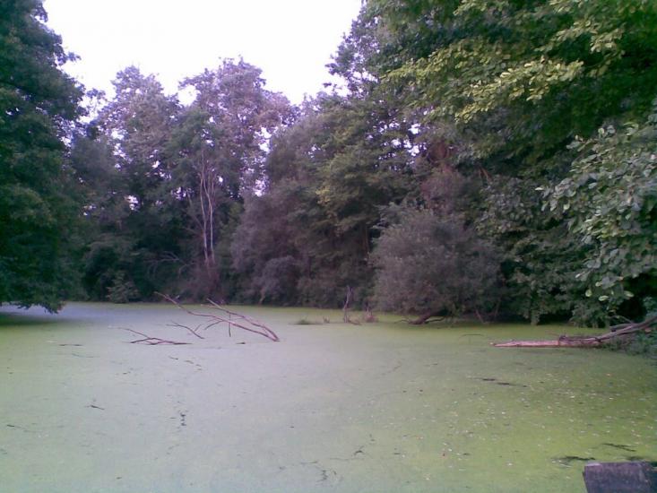Кулики з panoramio.com - Кулики