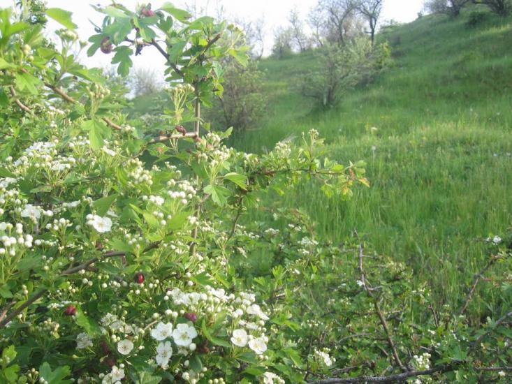 Паліївка з panoramio.com - Паліївка