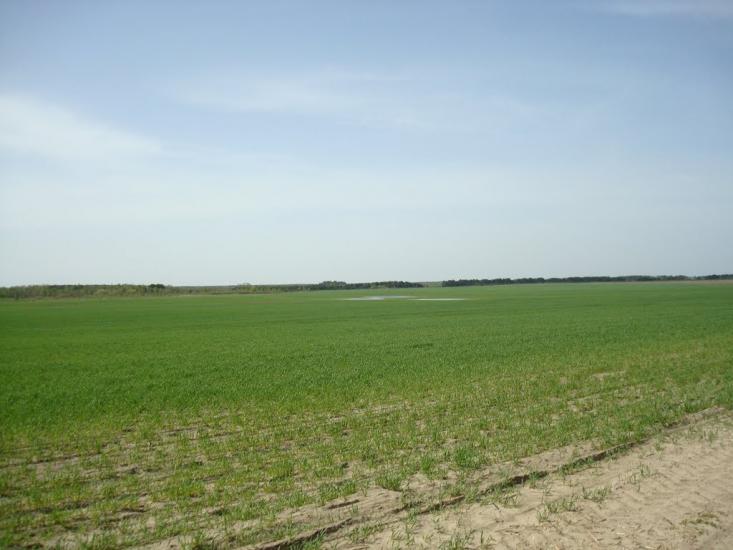 Дроздні з panoramio.com - Дроздні