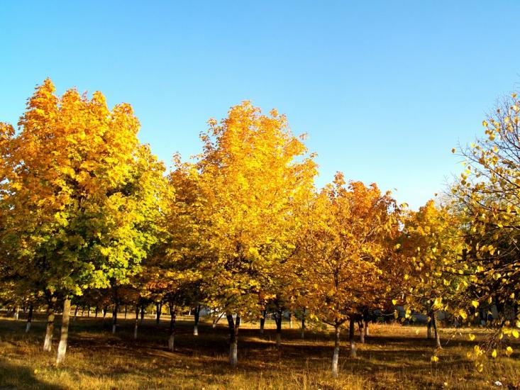 Римарівка з panoramio.com - Римаровка