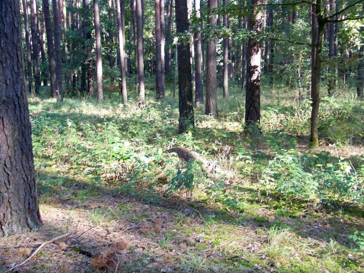 Кролевець з panoramio.com - Кролевец