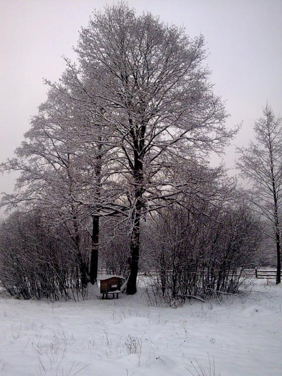Кам'янка з panoramio.com - Кам'янка