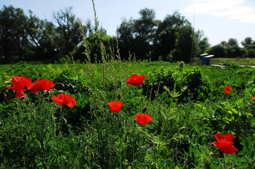 Михайлівка з panoramio.com - Mikhaylivka