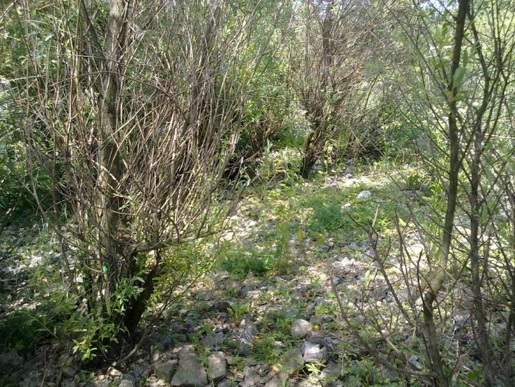 Каштанівка з panoramio.com - Kashtanivka