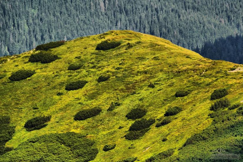 Заверхня Кичера з panoramio.com - Заверхня Кичера